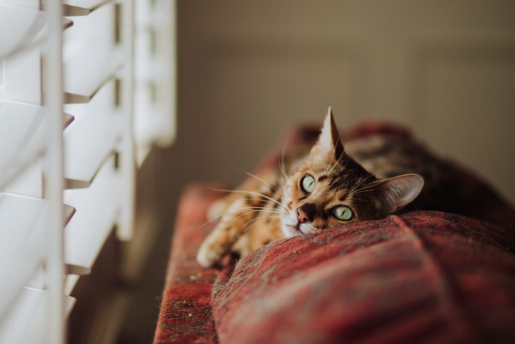 lazy loading voor iframes