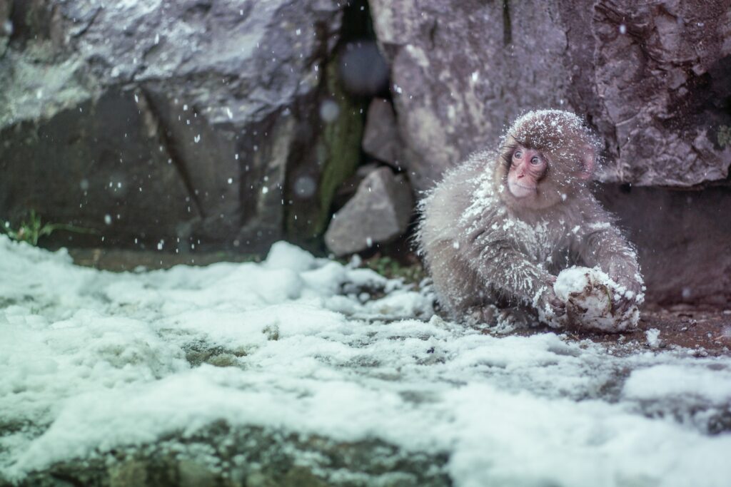 Snow Monkey Editor plugin